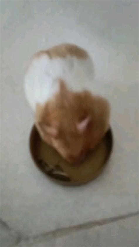 ♡Cute Hamster Eating♡ | Cute hamsters, Hamster eating, Hamster