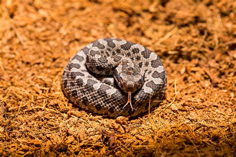 Baby Rattlesnakes at Chicago Zoo - Animal Fact Guide