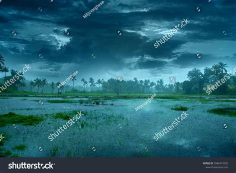 14,511 Plants Monsoon Images, Stock Photos & Vectors | Shutterstock