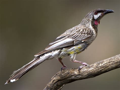 Red Wattlebird - Profile | Traits | Facts | Habitat | Diet | Breeding - BirdBaron