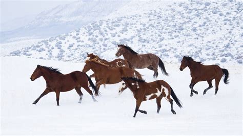 Brown Horses Are Running On Snow Covered Hills HD Horse Wallpapers | HD Wallpapers | ID #56815