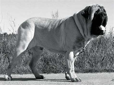 Pin on Mastiff