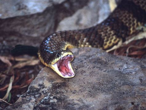 Eastern Tiger Snake Strike | Snake, Australian native animals, Snake venom