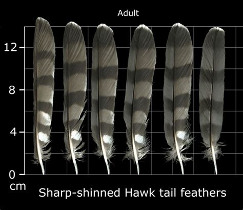 The Feather Atlas - Feather Identification and Scans - U.S. Fish and Wildlife Service Forensics ...