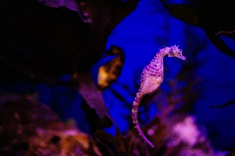 Seadragons & Seahorses - Now Open at Birch Aquarium at Scripps in 2020 ...