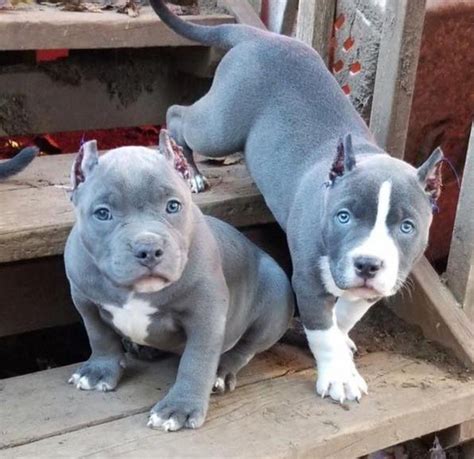 two blue pitbull puppies sitting on some steps