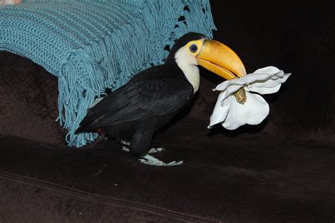 As requested: Here are a few more pictures of my baby Toco Toucan! : r/aww