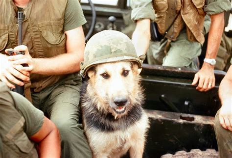 Pin by Jason Whitton on The Nam | Vietnam war, Military working dogs ...