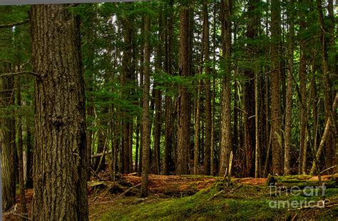 Lush Green Forest Photograph by Sam Rosen - Fine Art America