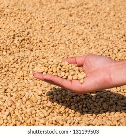 Farmer Drying Coffee Beans Sun Stock Photo 131199503 | Shutterstock