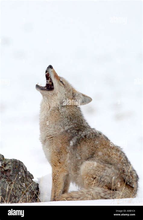 Coyote howling Stock Photo - Alamy