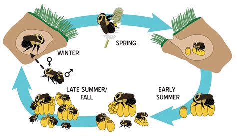 Help TPI find bumble bee colonies!