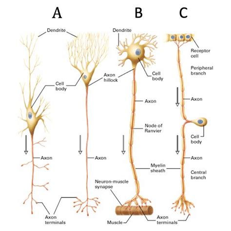 NEURON STRUCTURE AND CLASSIFICATION, 59% OFF