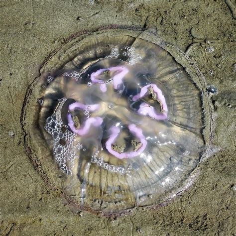 jellyfish, north sea, beach, mollusk, sand beach, sand, salt water jellyfish, sea animal ...