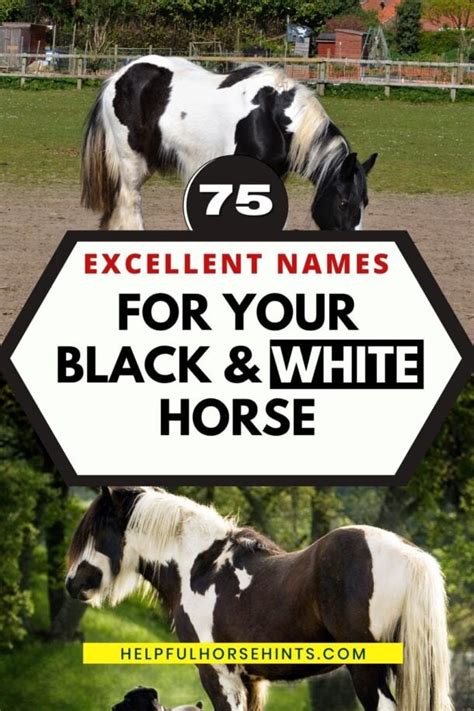 75 Excellent Names for Your Black & White Horse - Helpful Horse Hints