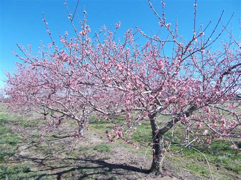 Brenda's Berries & Orchards: Peach Trees Blooming