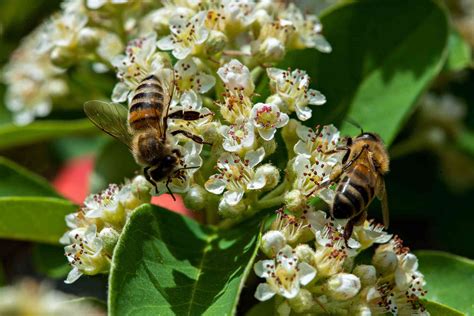 The Best Plants to Attract Bees