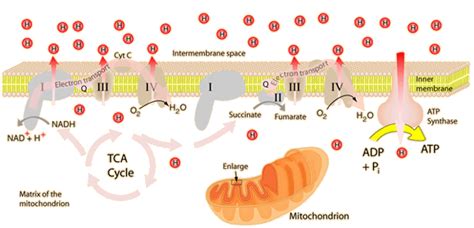 Oxidación de la glucosa. La oxidación es el proceso de pérdida… | by Evelyn Chan | Medium