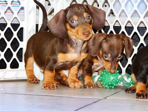 Dachshund Puppies For Sale In Chattanooga Tn