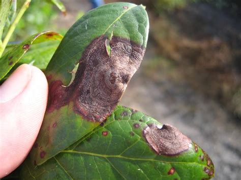 Leaf Diseases of Blueberry | NC State Extension Publications