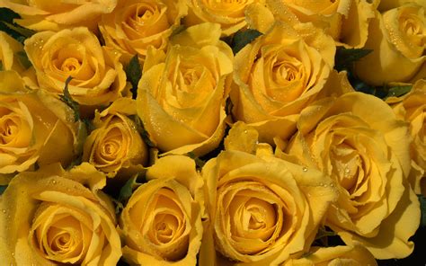 Yellow Roses wallpaper | 1920x1200 | #83390