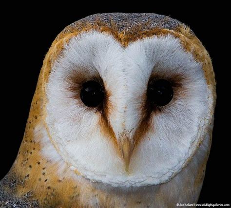 Barn Owl Face Logo - LogoDix