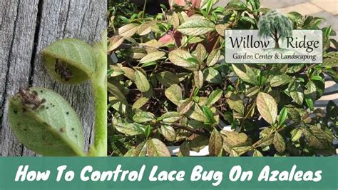 How To Control Lace Bug On Azaleas - YouTube