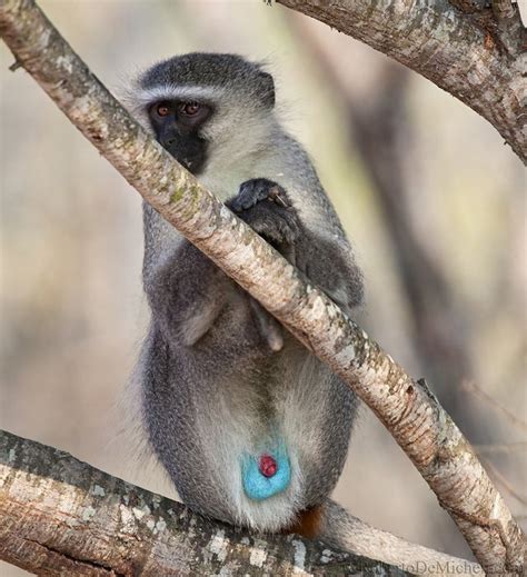 Blue balled monkeys aren't new to science - Meet the Vervet Monkey. : r/funny