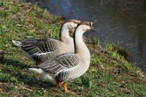 23 Types of Geese Breeds: An Overview (with Pictures) - Optics Mag