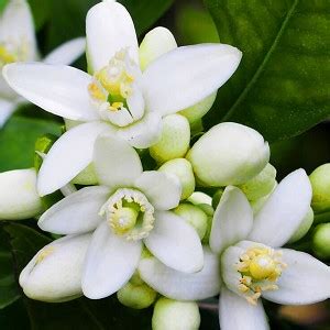 Neroli Essential Oil