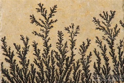 Pseudofossil Dendrites from Solnhofen Limestone | Mark Steinmetz