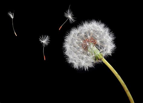 Blowing Dandelion Wallpaper - WallpaperSafari