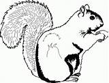 Free Printable Squirrel Coloring Pages For Kids sketch template