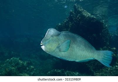 Portrait Huge Bumphead Parrotfish Green Humphead Stock Photo 315159809 | Shutterstock