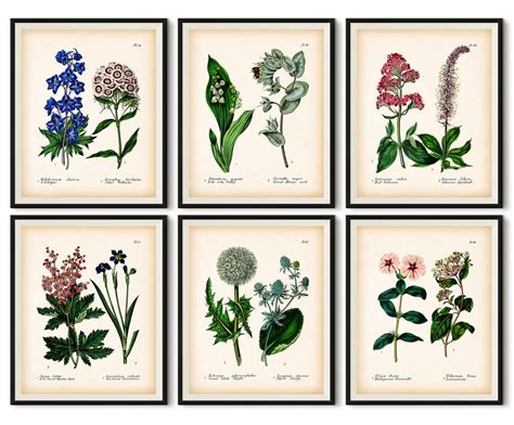 Set of 6 Botanical Prints Botanical Wall Art Antique | Etsy