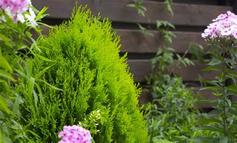 Thuja varieties » The most beautiful species at a glance