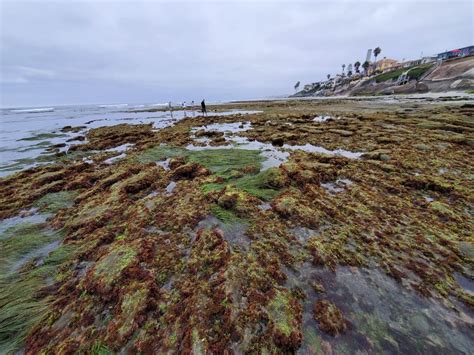 Beauty Of Carlsbad: Photos Of The Day | Carlsbad, CA Patch