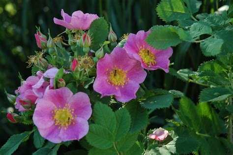 Wild Prairie Rose | Prairie garden, Wild roses, Flowers