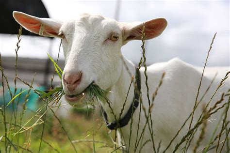 Goat Farming Plan in India - A Beginners Guide | Asia Farming