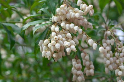 10 Best Shrubs With White Flowers