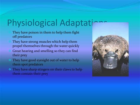 PPT - Platypus PowerPoint Presentation, free download - ID:1259685