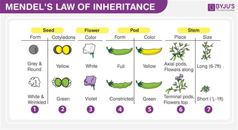 Mendel's Laws of Inheritance - Mendel's Laws and Experiments