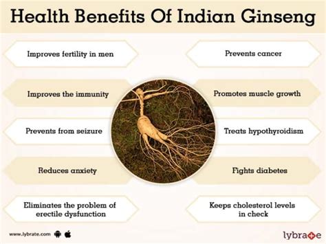 Benefits of Indian Ginseng And Its Side Effects | Lybrate