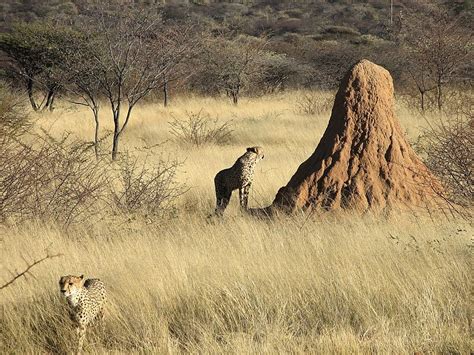 Los animales de la Sabana | Ask A Biologist