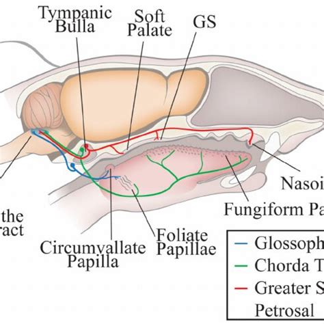 Anatomical organization of the peripheral gustatory system and the ...