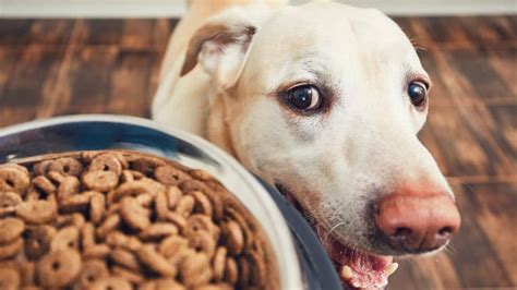 The 10 Best High-Protein Dog Foods for Active, Senior, and Pregnant Pups