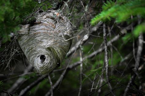 Bald Faced Hornets' Nest Photograph by Dillon Reno - Pixels