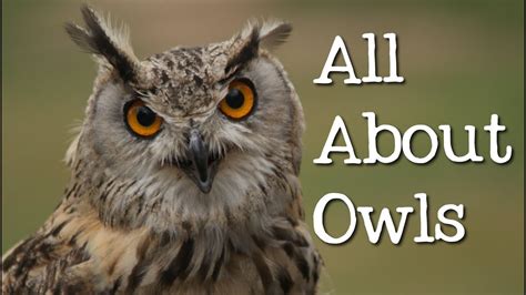 All About Owls for Kids: Backyard Bird Series - FreeSchool - YouTube