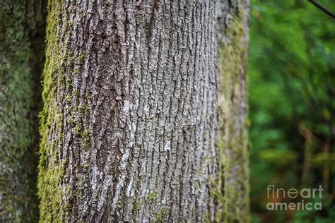 Cedar Tree Bark 2 Photograph by Yoko Takei Do - Pixels