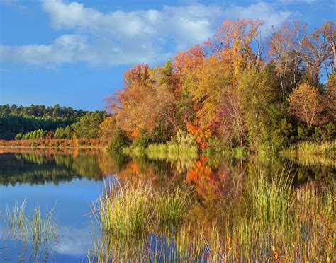 Autumn Along Lake, Tyler State Park Photograph by